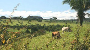 A unificação dos cadastros facilitará a vida dos produtores rurais