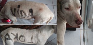 Cadela Angel é resgatada com a pichação "vida loka" no corpo em Campo Grande