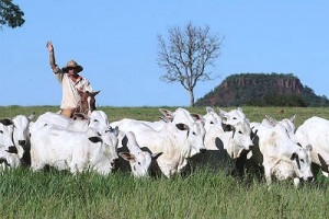 As bezerras de MS atingem cerca de 80 quilos a mais que as da Bahia,