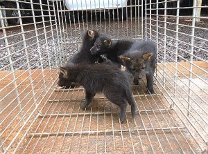 Filhotes de cachorro-vinagre 