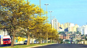 Campo Grande é considerada como a capital dos Ipes
