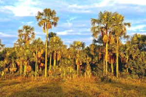Região do Mosaico Sertão Veredas Peruaçu, no Norte de Minas Gerais