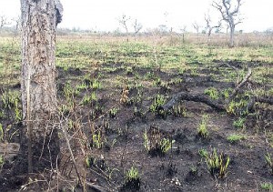 O incêndio foi provocado pelo proprietário da fazenda