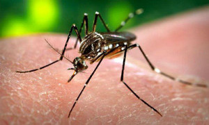 As doenças são transmitidas pelo mosquito aedes aegypti