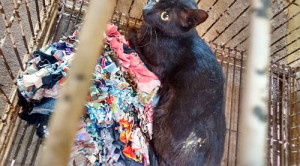 O rapaz foi autuado por crime ambiental de maus-tratos a animais