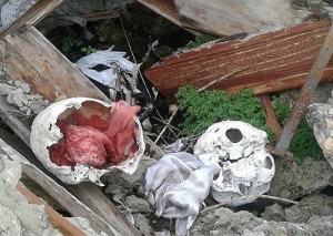 Restos de ossos, crânios, caixões com corpos no lixo e muito mau cheiro. Foto: Candinha Thiry