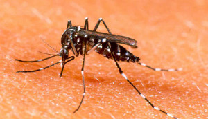 Transmissor do zika, mosquito Aedes aegypti, também transmite a dengue e a chikungunya
