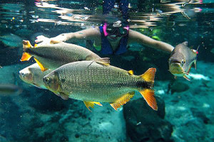 Águas cristalinas de Nobres atraem turistas brasileiros e estrangeiros