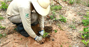 Com 14 mil mudas e cinco mil sementes plantadas até este ano