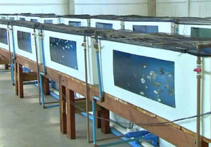 Tanques mantêm cerca de 7 mil peixes, de 180 espécies (Foto: Reprodução/TV Morena)