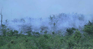 O fogo ameaça destruir completamente a floresta dos Awá isolados (foto de arquivo).