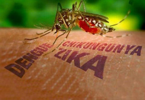 Entre janeiro e novembro deste ano, foram notificados 1.566.510 casos de dengue no país