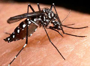 zika_dengue