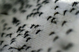 O Ministério da Saúde alerta para os cuidados com o mosquito no período de chuvas e de maior circulação de pessoas