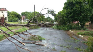 Diversas quedas de árvores em Anastácio e Aquidauana. Foto: AquidauanaNews