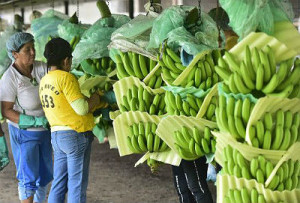 A fruta mais popular do mundo corre riscos