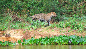 Nos estados do Mato Grosso e Mato Grosso do Sul, tanto a chuva como a seca definem o cenário que o visitante irá encontrar no Pantanal