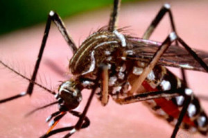Brasil, um dos mais afetados pela epidemia
