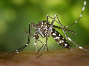 'Zika vírus está se espalhando de forma explosiva', diz OMS