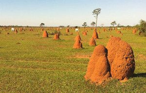 Estima-se ser da ordem de 7 a 8 milhões de hectares com pastagens degradas em Mato Grosso do Sul
