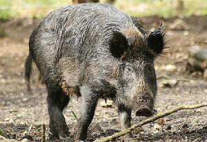 Foi feita uma proposta de captura coletiva do animal, de acordo com a previsão legal