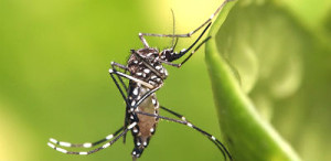 Mosquito Aedes Aegypti, transmissor de doenças como a dengue e a febre chikungunya