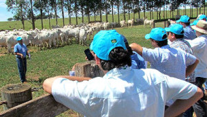 Grupo abateu 15,3 mil animais durante o ano; número representa cerca de 9% do total de abates da Associação