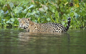 No Pantanal, maior planície inundável do planeta, o nível da água dita o ritmo da vida. Foto: Luciano Candisani
