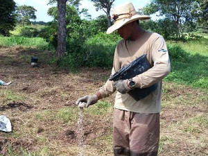 16 espécies foram plantadas juntas para atender a diferentes demandas das propriedades pantaneiras. (Foto:Embrapa)