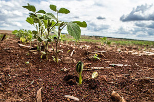 Mais 80 mil hectares de soja plantada na safra