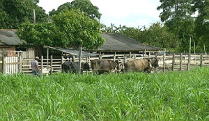 Proprietários rurais são obrigados a fazer o Cadastro Ambiental Rural até 5 de maio