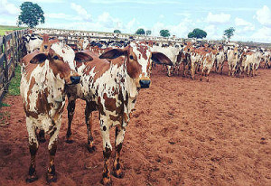 R$ 3,3 mil por animal, supera o último recorde da Fazenda,