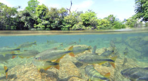 Uma das propostas é a criação do Parque Natural Municipal (PNM) da Guavira