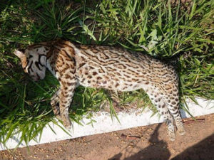 Animal morto na rodovia de Bonito MS (Foto: Marcio Lima/LoboGuaraBike)