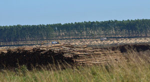 Floresta é um investimento e esse produtor tem que ter um retorno