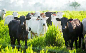O Grupo de Trabalho da Pecuária Sustentável (GTPS) realiza no dia 7 de junho