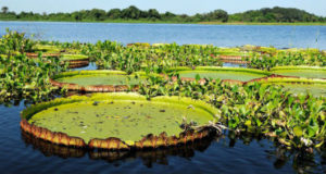 MMA buscará parcerias com os governos estaduais e outros setores da sociedade. Foto: WWF- Brasil/Adriano Gambarini
