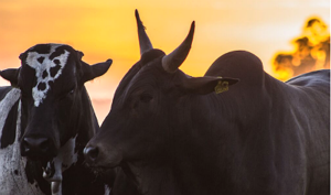 Está havendo relutância dos pecuaristas em vender