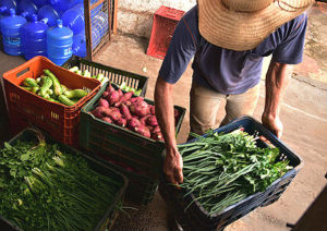Estão em fase de desenvolvimento culturas de tomate, abóbora, chuchu, berinjela, jiló, folhosas diversas e abacaxi.