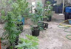 No ano passado, foram encontradas 2.359 sementes de maconha. Cocaína é o tipo mais comercializado   