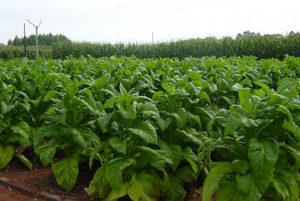 Mais de 90% dos produtores de tabaco do Brasil estão na Região Sul e têm pequenas propriedades Divulgação/Associação dos Fumicultores do Brasil (Afubra)