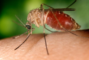 Em testes de laboratório, pesquisadores da Fiocruz no Recife constataram presença do vírus Zika na saliva do mosquito