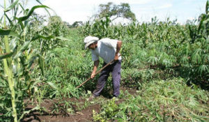 Nivaldo Lopes, há 12 anos tirando o sustento da própria terra, o agricultor conta com orgulho as conquistas alcançadas com o crédito rural
