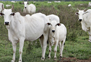 Ofertar animais melhoradores que agregarão valor ao produto final é o maior desafio dos grandes criatório