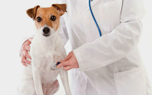 Estabelecimento não possuía médico veterinário em tempo integral