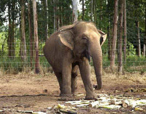 A iniciativa aguarda a liberação do licenciamento ambiental da Secretaria de Estado de Meio Ambiente de Mato Grosso para começar a funcionar