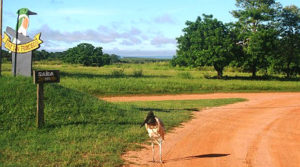 A proximidade com animais como a ema, papagaio, lobinho, tatu e tuiuiú, torna-se rotina em nossas vidas. Foto: Divulgação