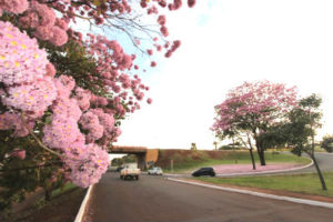 Dia da Árvore é comemorado no dia 21 de setembro