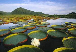 O evento foi realizado ) no Refúgio Ecológico Caiman, em Miranda
