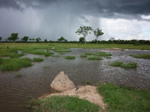 Pantanal de MS